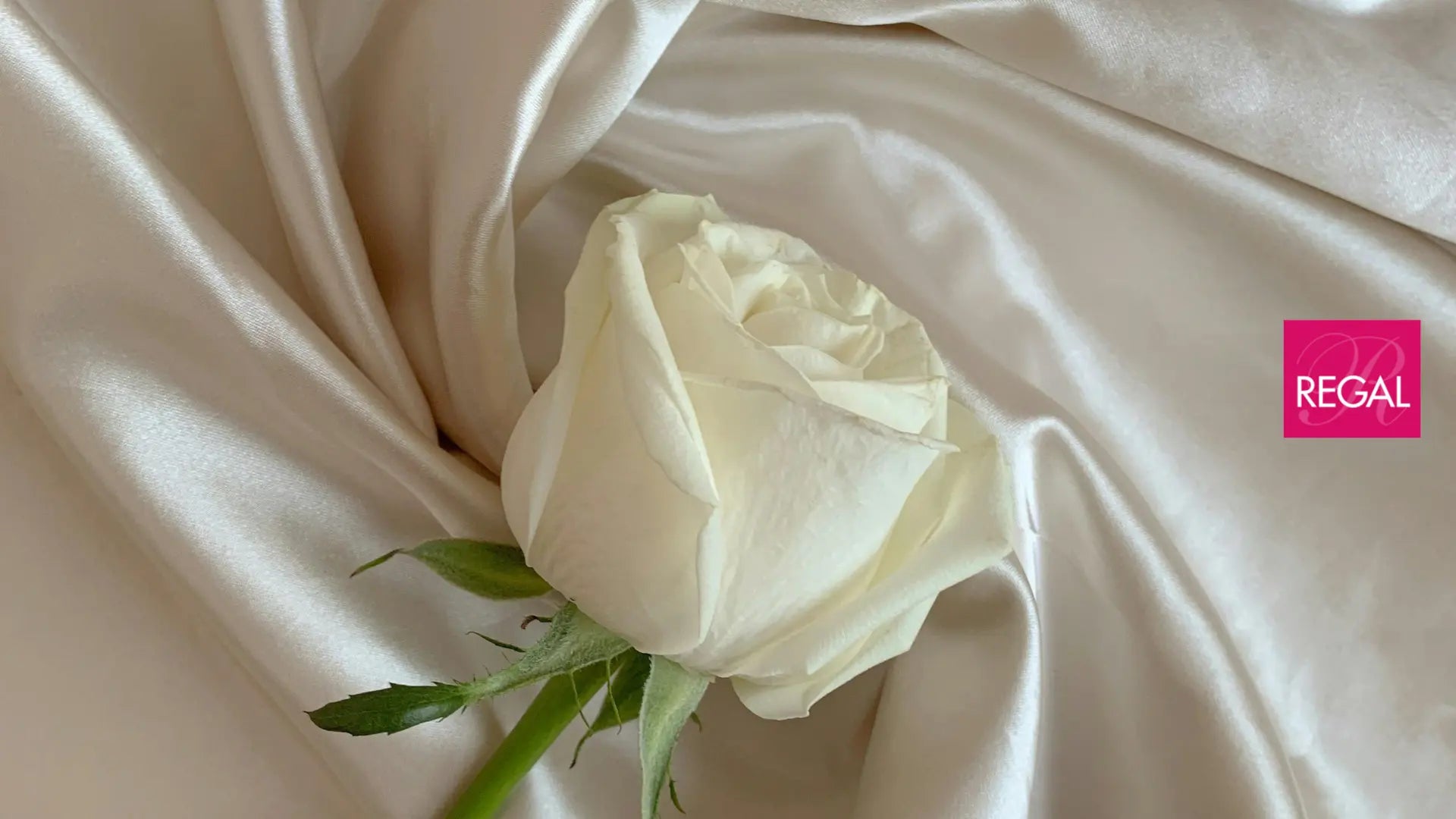 Fabric Guide: What Is Silk? How to Use and Care for Silk Fabric Regal Fabrics