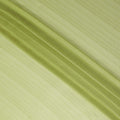 Lime Olive Green Silk Garbasaar Piece 2m | Regal Fabrics