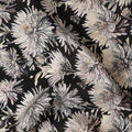 Black White Floral Printed Cotton Satin Fabric 110 Cms Width Smooth Soft Dress Material India-D28072