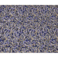 Deep Blue Viscose Crepe Printed Fabric with Lavender Floral Design, 110 cm Width-D20455