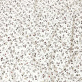 White cotton voile fabric with black and olive green metallic foil print in floral design-D6747 Regal Fabrics