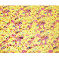 Sunflower yellow Italian Premium silk chiffon dirac (makmal) fabric with multicolor print and velvet jacquard in floral design-D8661 Regal Fabrics